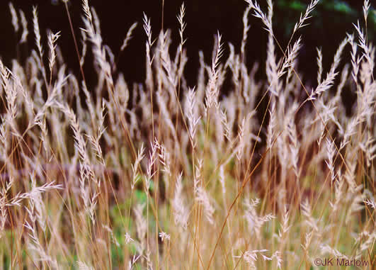 image of Danthonia sericea, Silky Oatgrass, Downy Oatgrass, Downy Danthonia