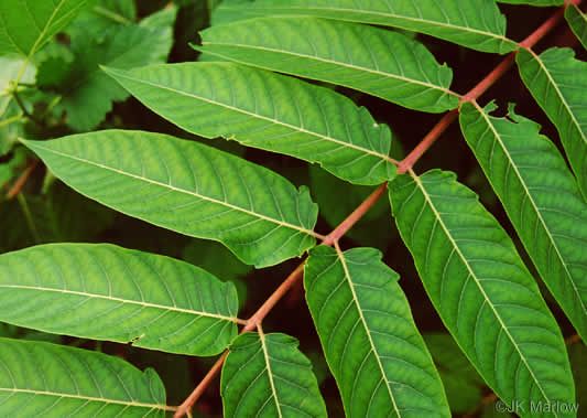 image of Ailanthus altissima, Ailanthus, Tree-of-heaven, Stink-tree