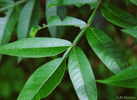 Winged Sumac