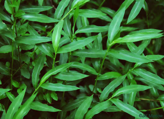 image of Microstegium vimineum, Japanese Stiltgrass, Japanese-grass, Nepalese Browntop, Nepal Grass