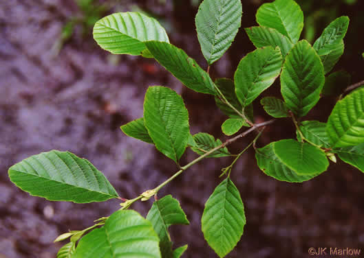 image of Alnus serrulata, Tag Alder, Hazel Alder, Smooth Alder