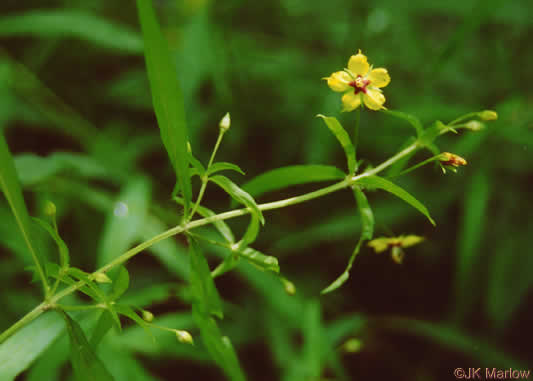 image of Steironema lanceolatum, Lanceleaf Loosestrife