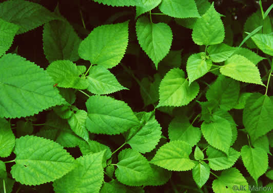 image of Fatoua villosa, Mulberry-weed, Crabweed, Foolish-weed