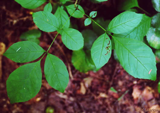 image of Fraxinus pennsylvanica, Green Ash, Red Ash