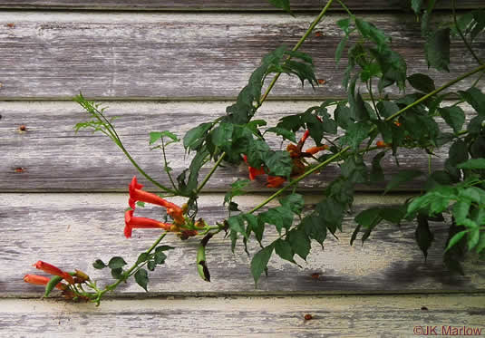 image of Campsis radicans, Trumpetcreeper, Trumpet Vine, Cow-Itch Vine