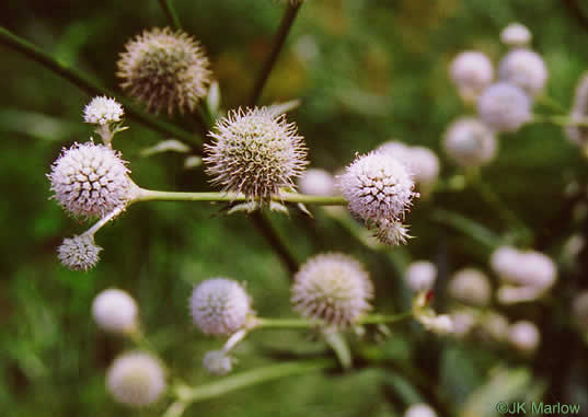 image of Eryngium yuccifolium var. yuccifolium, Northern Rattlesnake-master, Button Snakeroot