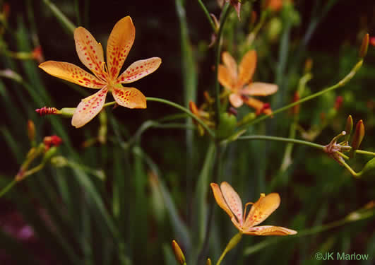 image of Iris domestica, Blackberry-lily, Leopard-lily