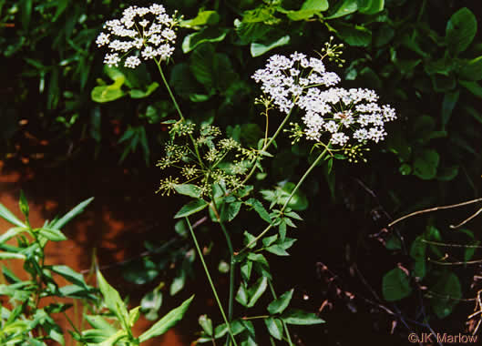 image of Cicuta maculata var. maculata, Water-hemlock, Spotted Cowbane