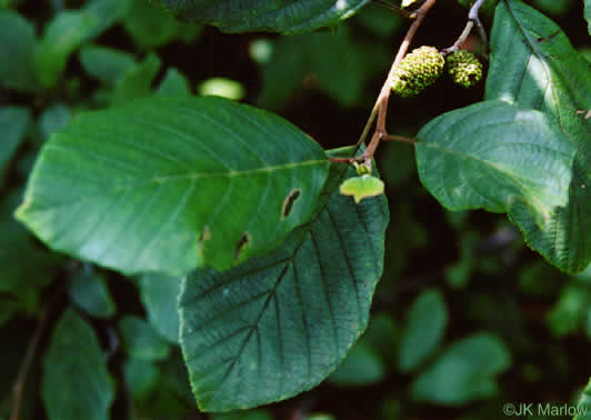 image of Alnus serrulata, Tag Alder, Hazel Alder, Smooth Alder