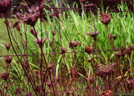 image of Daucus carota ssp. carota, Queen Anne's Lace, Wild Carrot, Bird's Nest