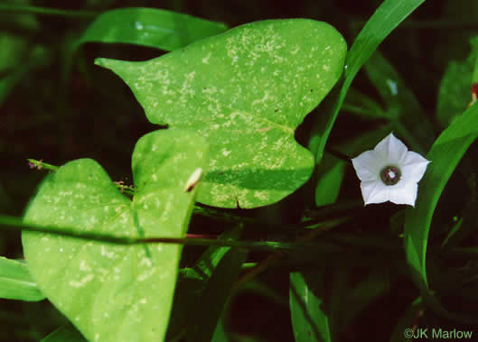 image of Ipomoea lacunosa, Small White Morning Glory, Small-flowered Morning Glory, Whitestar