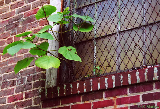 image of Paulownia tomentosa, Princess Tree, Empress Tree, Royal Paulownia