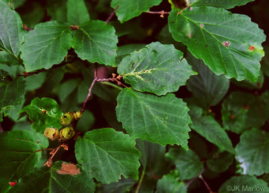 image of Hamamelis virginiana var. virginiana, Northern Witch-hazel