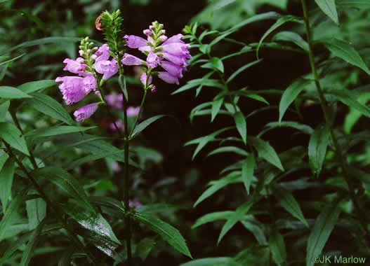 image of Physostegia virginiana ssp. virginiana, Northern Obedient-plant, False Dragonhead