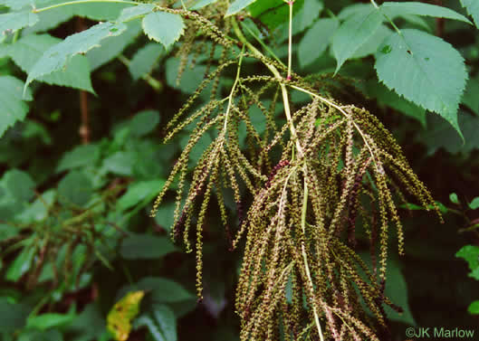 image of Aruncus dioicus var. dioicus, Eastern Goatsbeard, Bride's Feathers