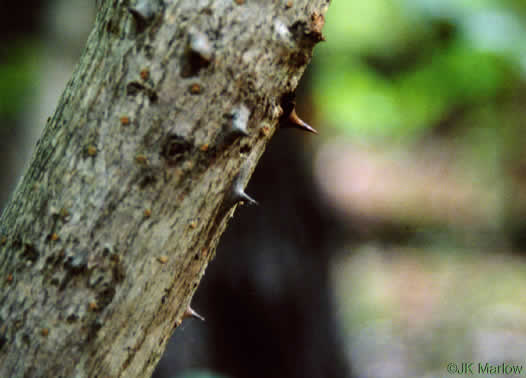 image of Aralia spinosa, Devil's Walkingstick, Hercules-club, Prickly Aralia, Prickly-ash