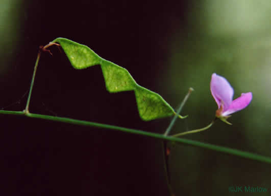 image of Desmodium paniculatum var. paniculatum, Panicled Tick-trefoil