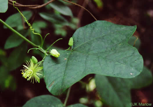 image of Passiflora lutea, Yellow Passionflower, Little Passionflower