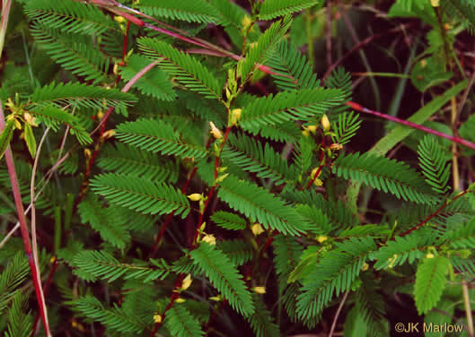 image of Chamaecrista nictitans var. nictitans, Sensitive Partridge-pea, Common Sensitive-plant