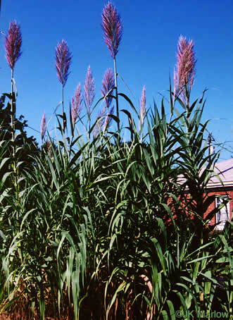 image of Arundo donax, Giant Reed