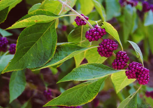 image of Callicarpa americana, American Beautyberry, French-mulberry, Beautybush