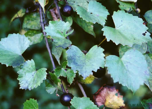 image of Muscadinia rotundifolia var. rotundifolia, Muscadine, Scuppernong