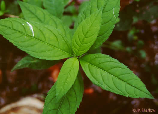 image of Chelone glabra, White Turtlehead