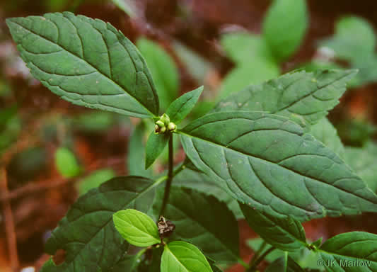 image of Chelone glabra, White Turtlehead