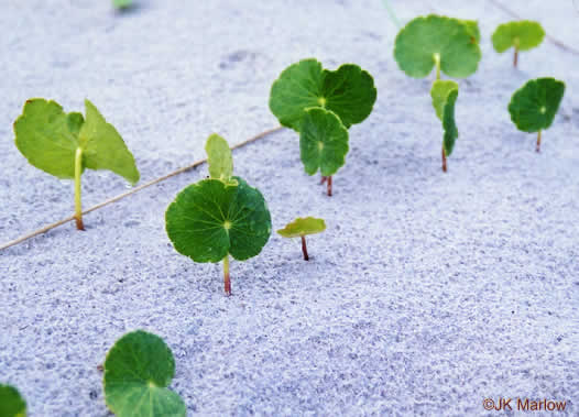 image of Hydrocotyle bonariensis, Dune Pennywort, Seaside Pennywort, Dune Water-pennywort, Largeleaf Pennywort