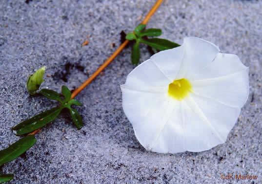 image of Ipomoea imperati, Fiddleleaf Morning Glory, Beach Morning Glory