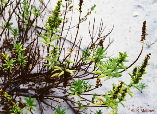 image of Iva imbricata, Seashore Elder, Dune Marsh-elder, Seacoast Marsh-elder