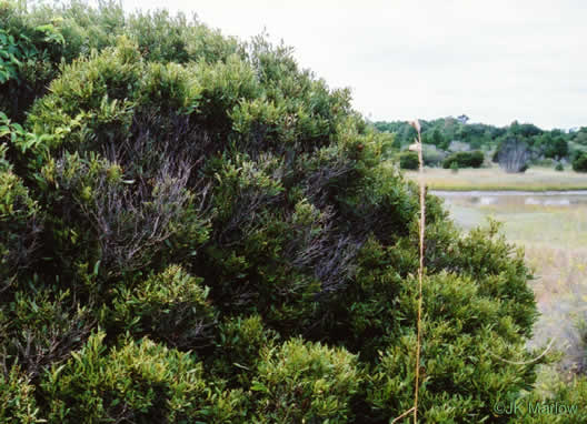 image of Morella cerifera, Common Wax-myrtle, Southern Bayberry