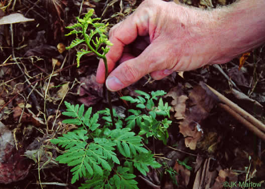 image of Sceptridium biternatum, Southern Grapefern