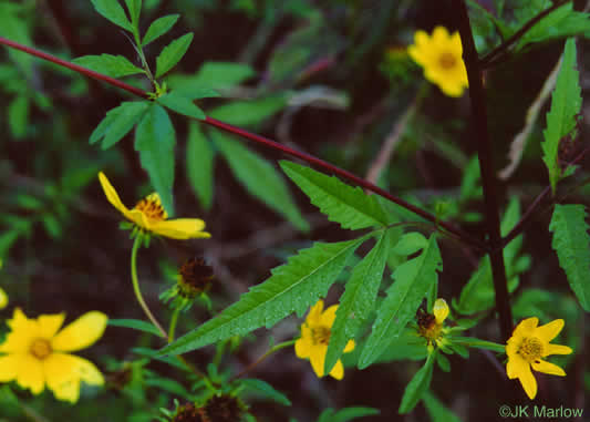 image of Bidens polylepis, Ditch Daisy, Bearded Beggarticks, Midwestern Tickseed-sunflower, Tickseed Sunflower