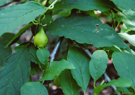 image of Pyrularia pubera, Buffalo-nut, Oil-nut