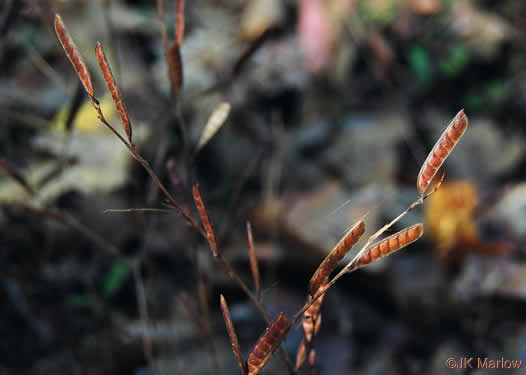 image of Chamaecrista nictitans var. nictitans, Sensitive Partridge-pea, Common Sensitive-plant