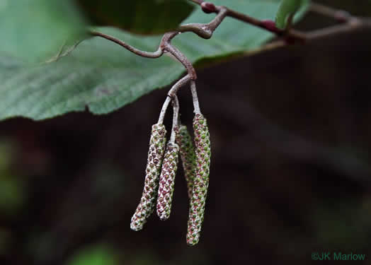 image of Alnus serrulata, Tag Alder, Hazel Alder, Smooth Alder