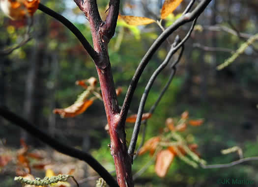 image of Clethra acuminata, Mountain Sweet-pepperbush, Cinnamonbark, Cinnamon Clethra, Mountain White-alder