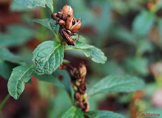 image of Chelone obliqua +, Purple Turtlehead