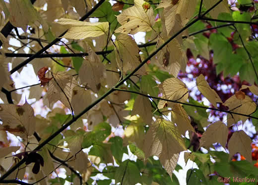 image of Acer pensylvanicum, Striped Maple, Moosewood