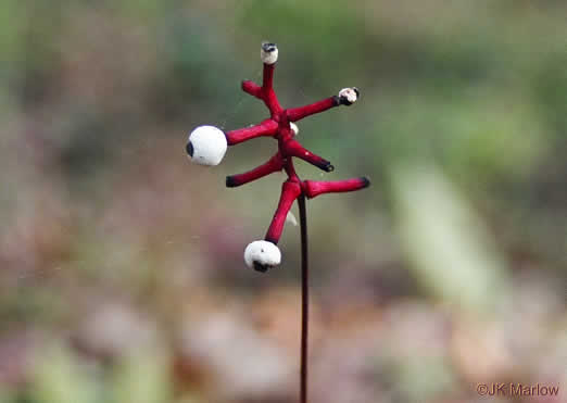 image of Actaea pachypoda, Doll's-eyes, White Baneberry, White Cohosh