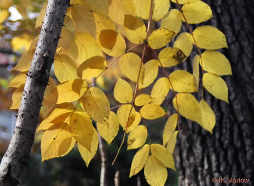 image of Aralia spinosa, Devil's Walkingstick, Hercules-club, Prickly Aralia, Prickly-ash