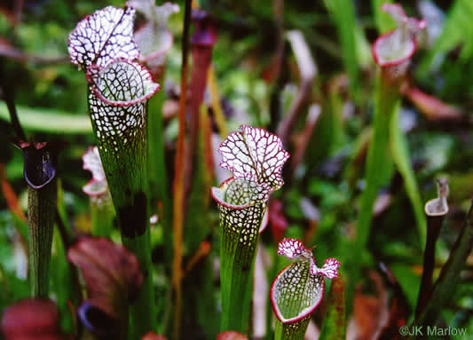 Sarracenia leucophylla, Whitetop Pitcherplant, Crimson Pitcherplant