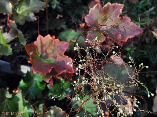 image of Heuchera villosa, Mapleleaf Alumroot, Hairy Alumroot, Rock Alumroot, Crag-jangle