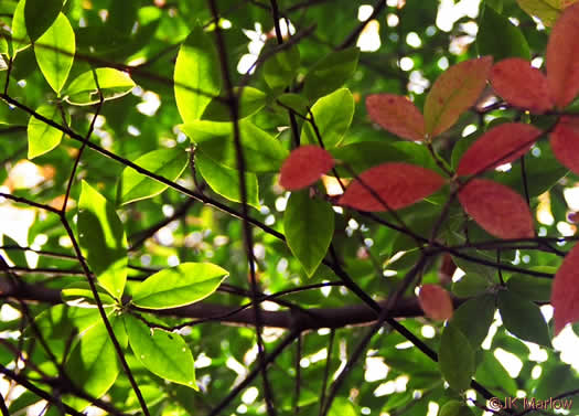 image of Symplocos tinctoria, Horsesugar, Sweetleaf, Dyebush