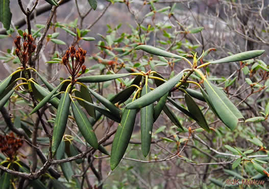 image of Rhododendron maximum, Rosebay Rhododendron, Great Laurel, White Rosebay, Great Rhododendron