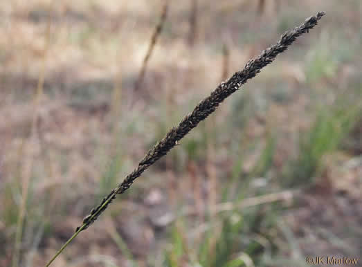 image of Tridens strictus, Longspike Tridens, Longspike Fluffgrass, Spike Triodia