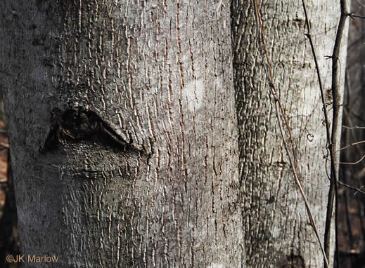 image of Liriodendron tulipifera var. tulipifera, Tulip-tree, Yellow Poplar, Whitewood