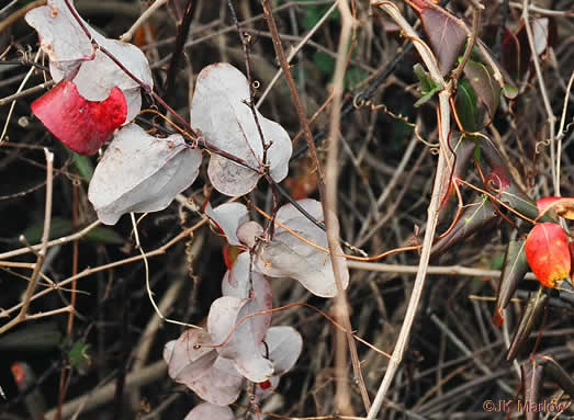 image of Smilax glauca, Whiteleaf Greenbrier, Wild Sarsaparilla, Sawbrier