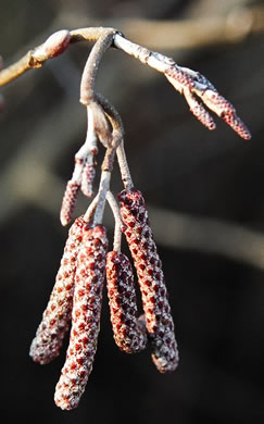 image of Alnus serrulata, Tag Alder, Hazel Alder, Smooth Alder